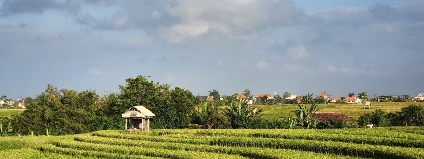 Arrozal maduro en Bali Babakan