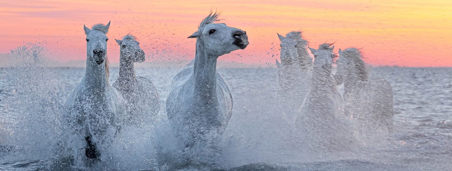 A herd of white Camargue horses galloping through ocean waves during a vibrant pink and orange sunset.