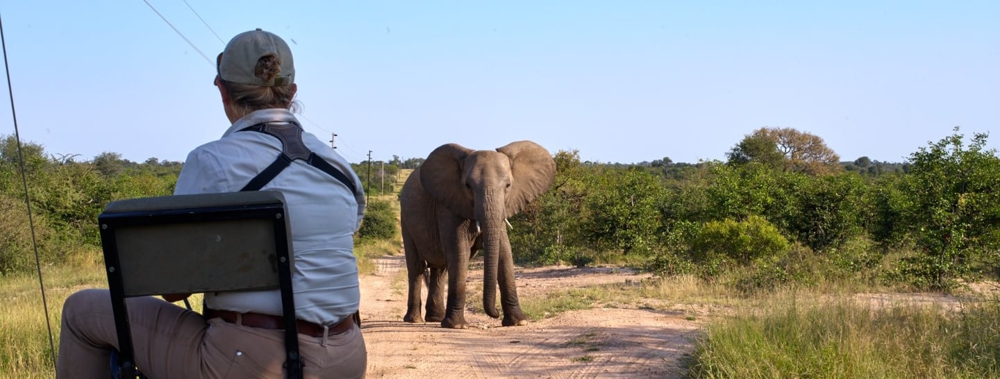 Large elephant bull coming close to the vehicle