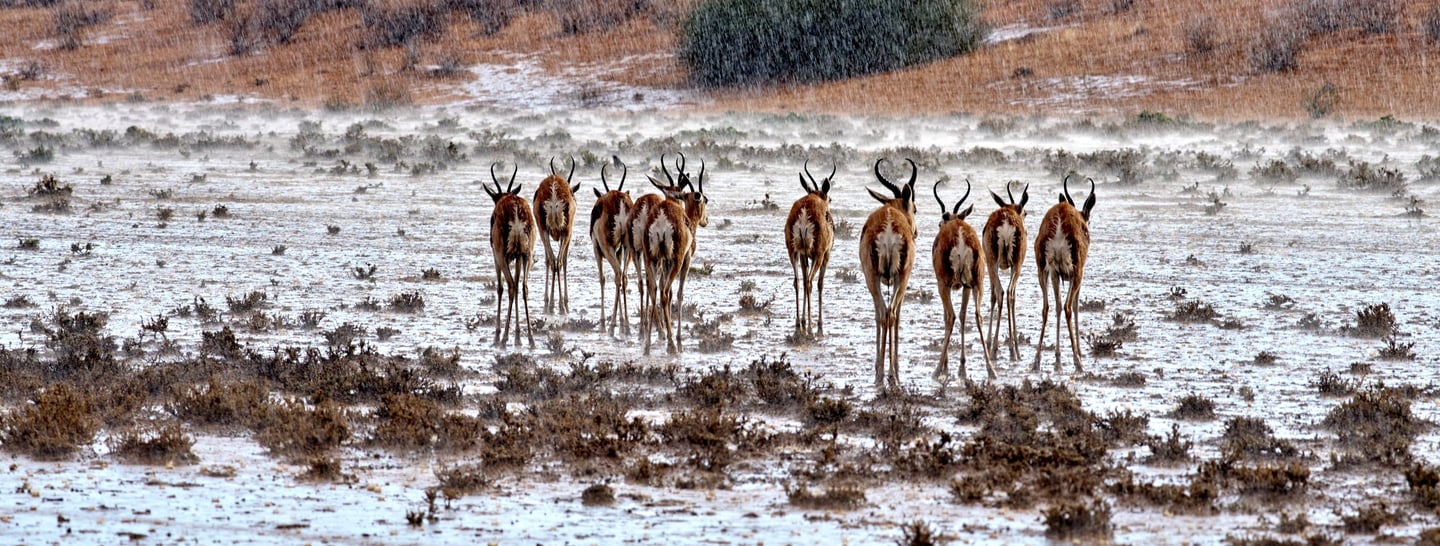 Springboks in the Kalahari during the first downpour of the season