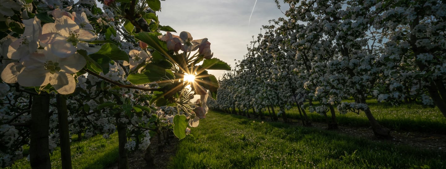 a tree in the middle of a field with a sun shining through the trees