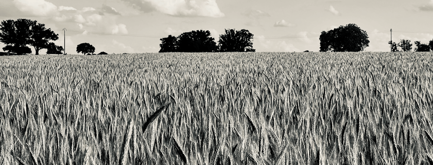 Un champ de blé sur une photo en noir et blanc, de Dalia Ferreira