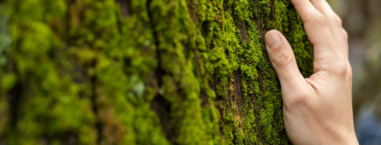 conciencia ecológica y el cuidado