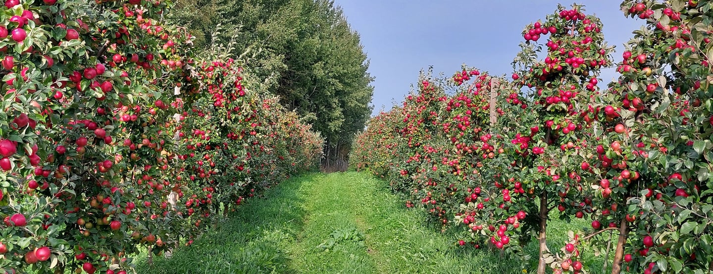 Aianõuniku tüvekes lõikusstiil. Vähe oksi, palju saaki, suured õunad, lihtne korjata, effektiivne kiire hooldus ja korjamine.