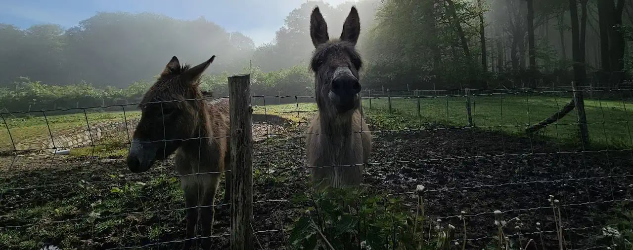 ezels bij zonsopgang