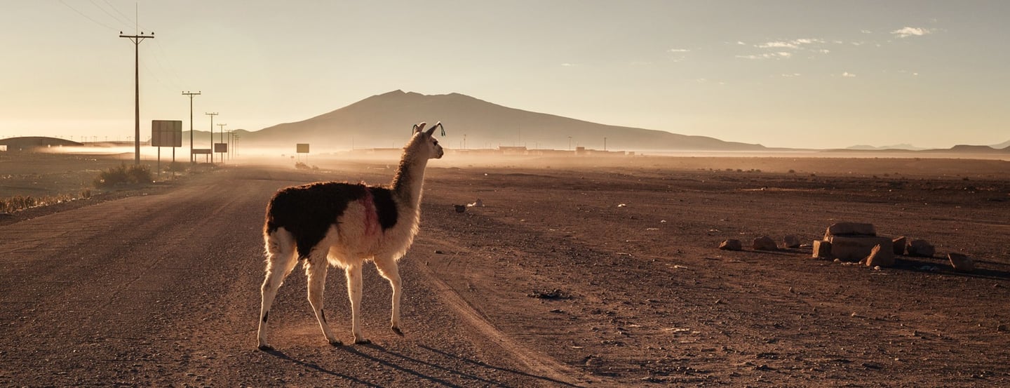 Lama devant un volcan en Bolivie