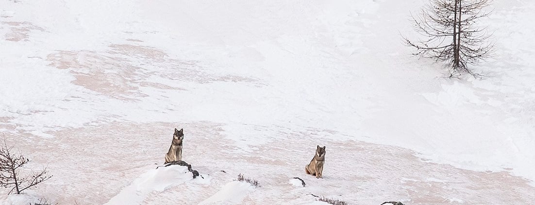 Le loup perd son statut d'espèce strictement protégé