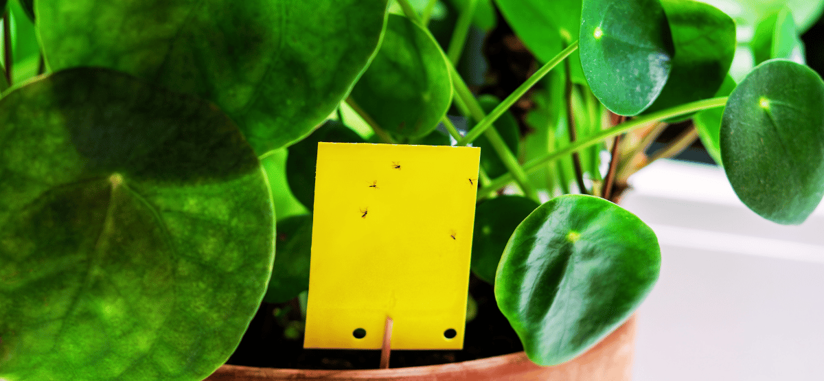 yellow sticky trap with fungus gnats in houseplant soil