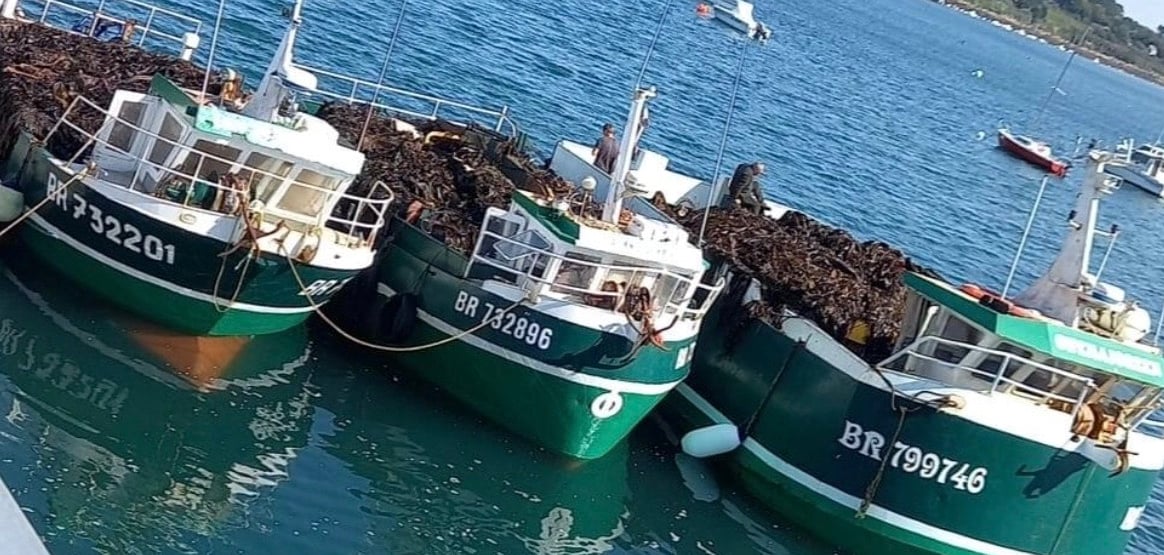 Trois bateaux goémoniers chargés de Laminaria hyperborea après la marée à Plouguerneau, Bretagne