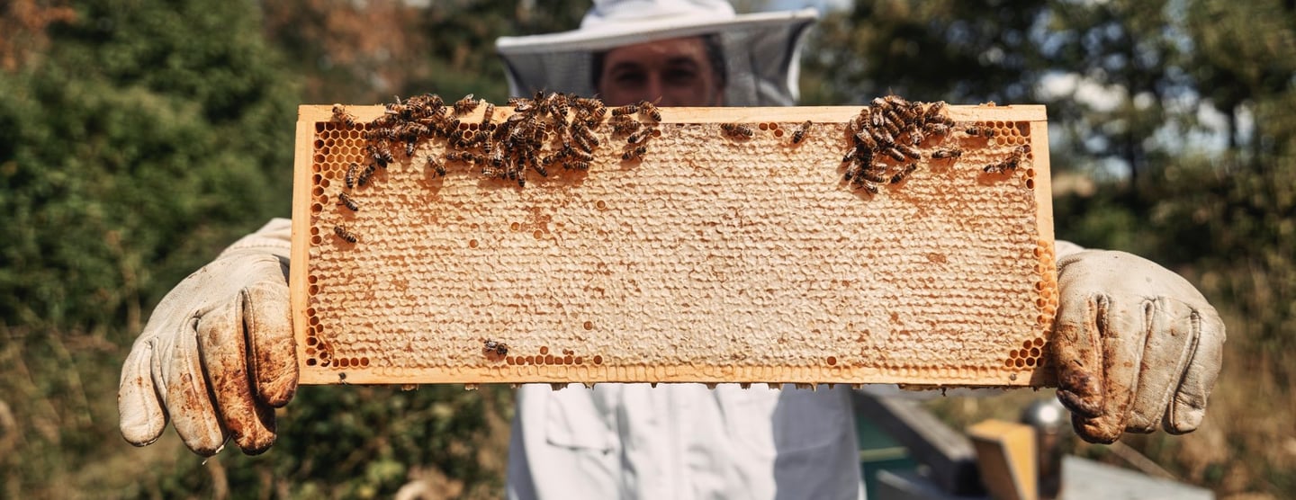 Imker Simon Tötschinger mit Honigwabe und darauf sitzenden Bienen