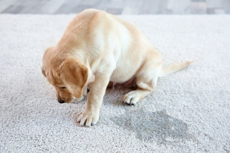 Pet-safe carpet cleaning designed for families in Denver, CO