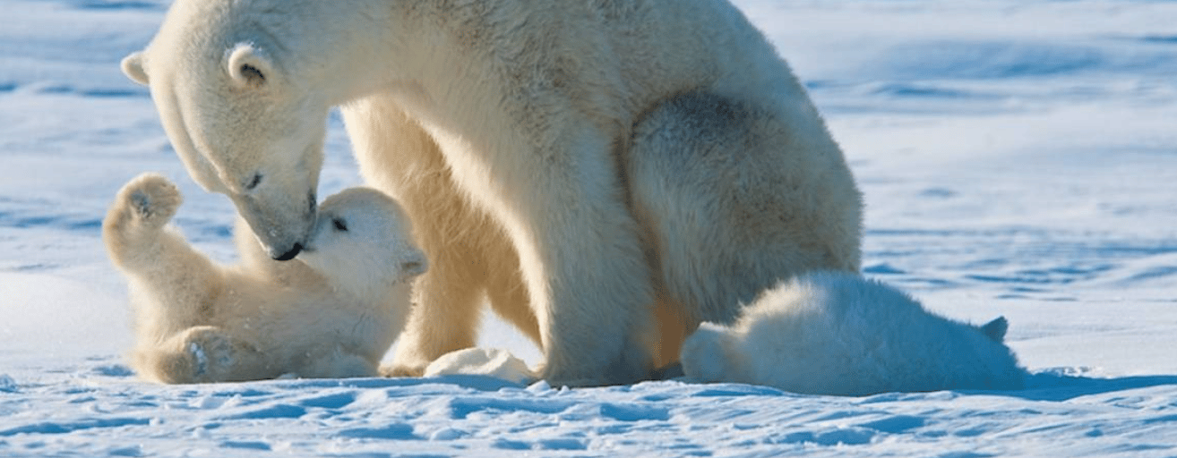 Bankeaz | Baby polar bear playing with his mother in the snow