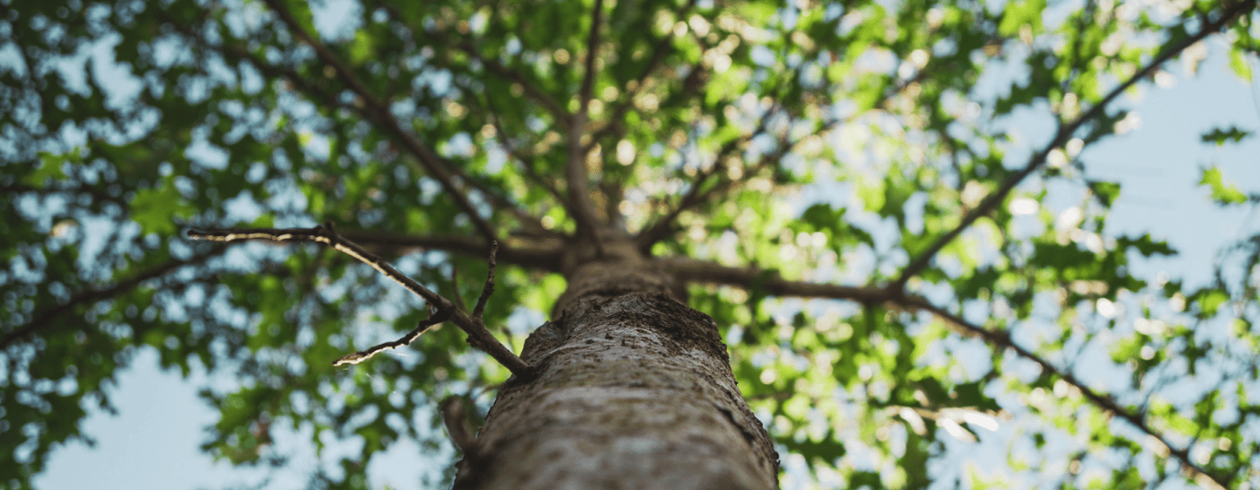 Bankeaz | A tall beautiful tree for sustainability