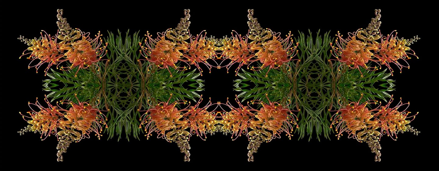 a picture of a flower arrangement of grevillea Australian Native Flowers, Grevillea Flowers, flowers