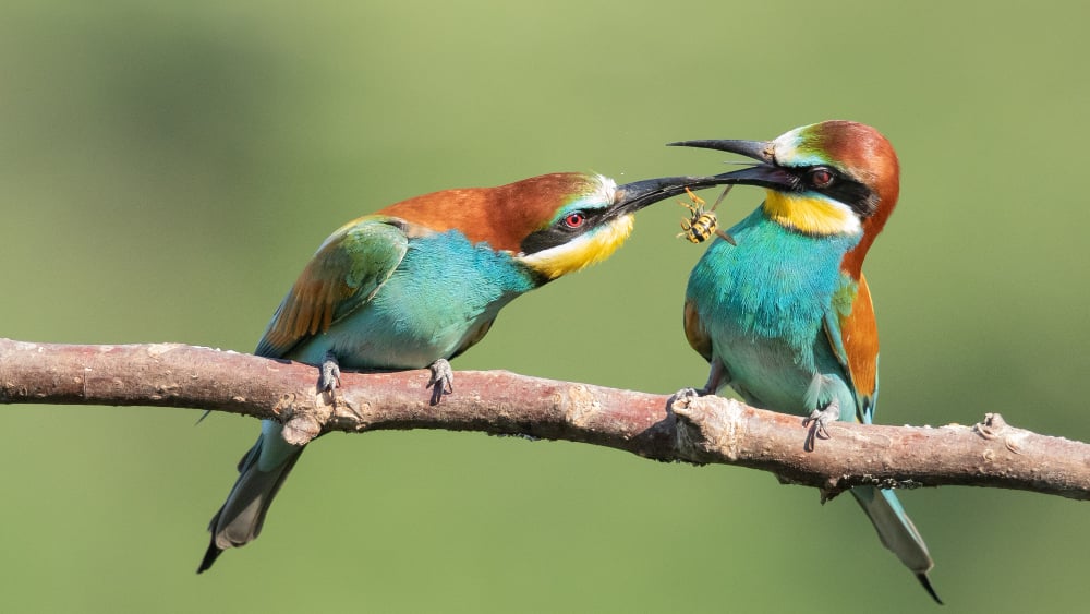 Piafs, Plumes et Compagnie