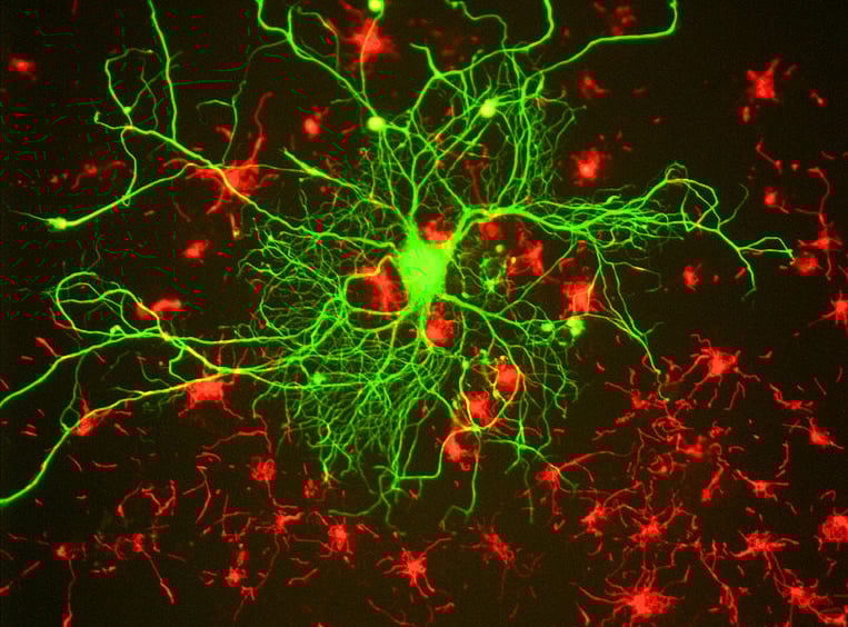Neurons