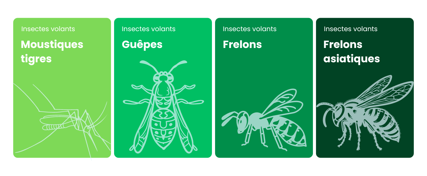 Insectes volants