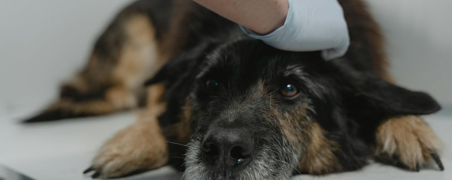 a gray dog at the vet
