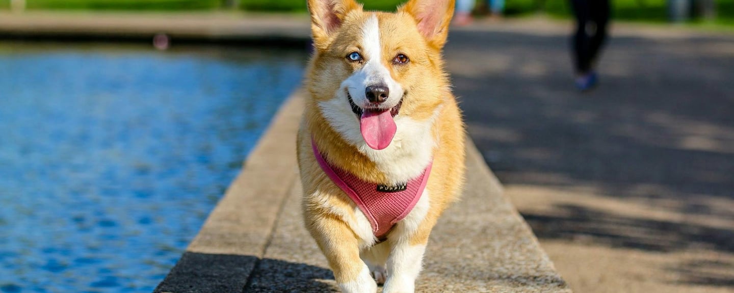 a happy dog taking a walk