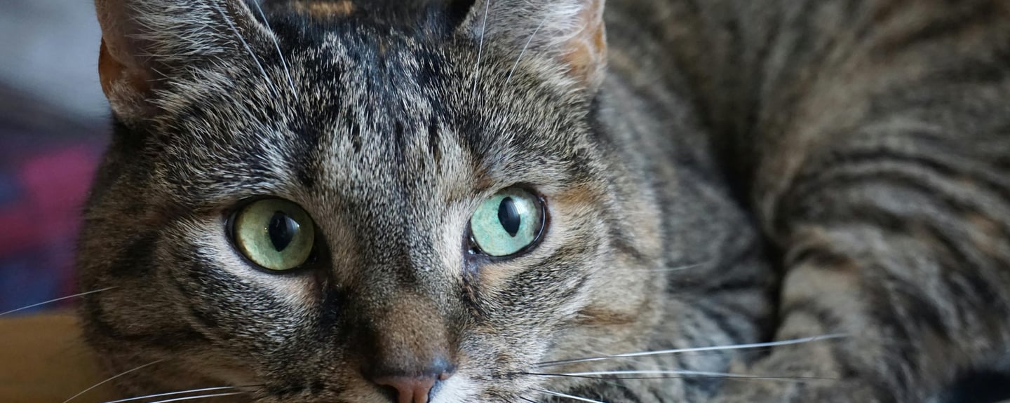 a tabby cat with green eyes