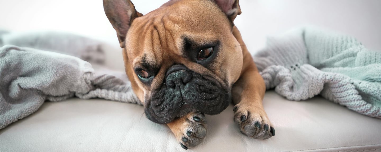 a brown dog