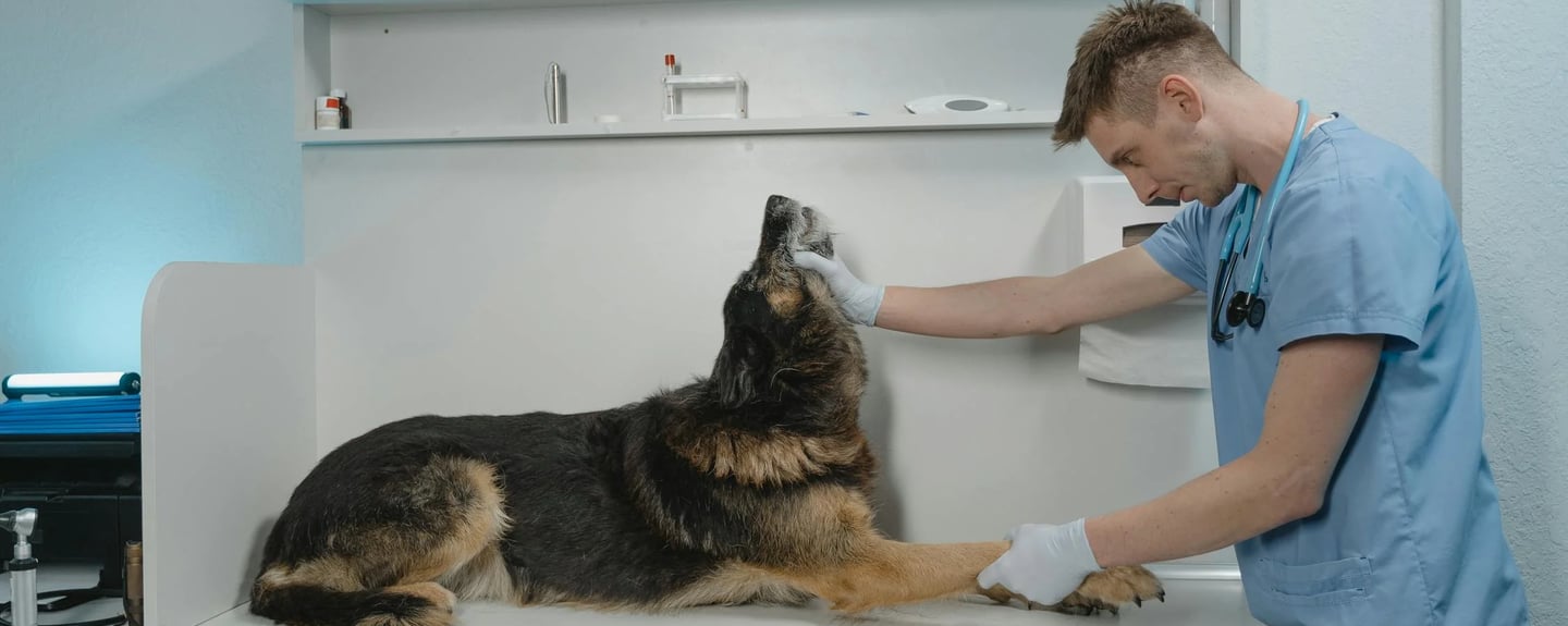 a dog at the vet