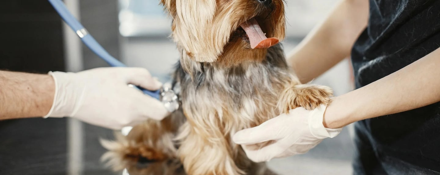 a dog getting ready for a dogs x-ray in dubai