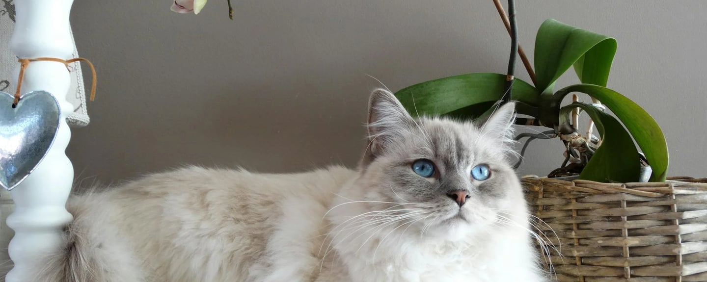 a white cat