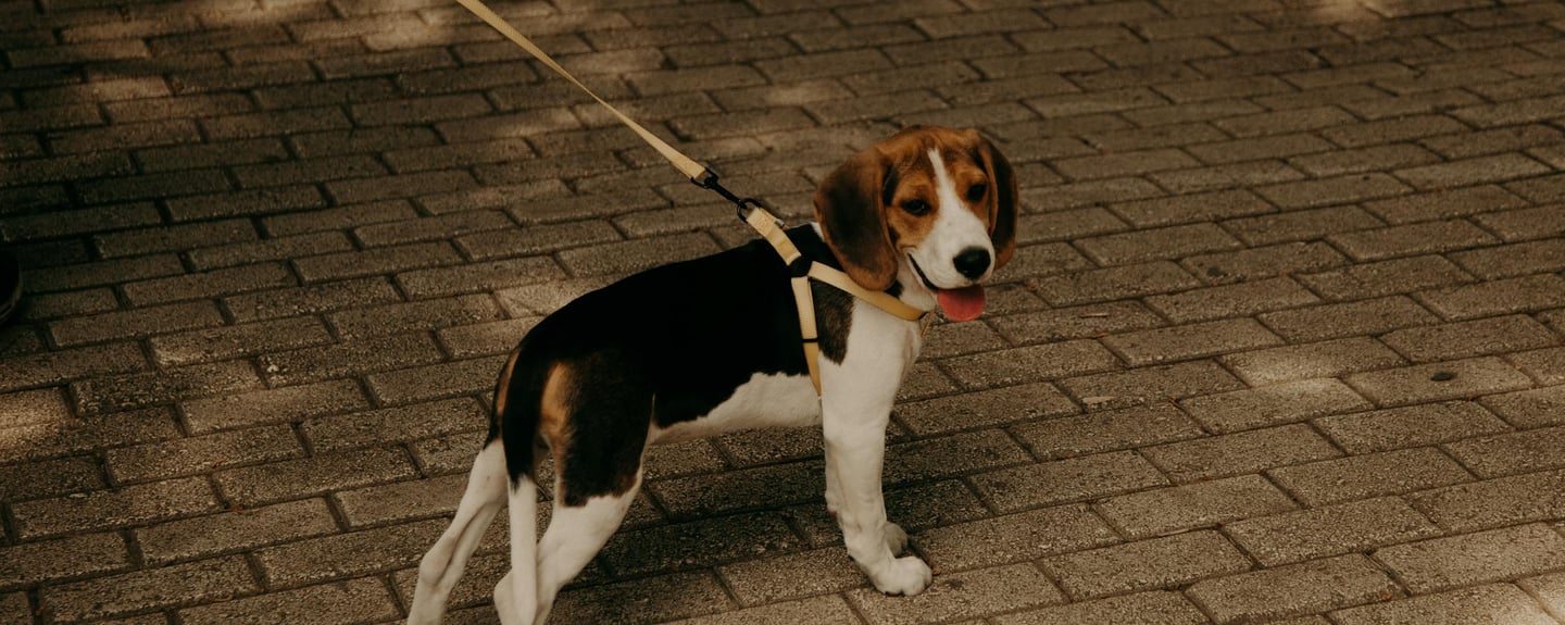a beagle puppy taking a walk
