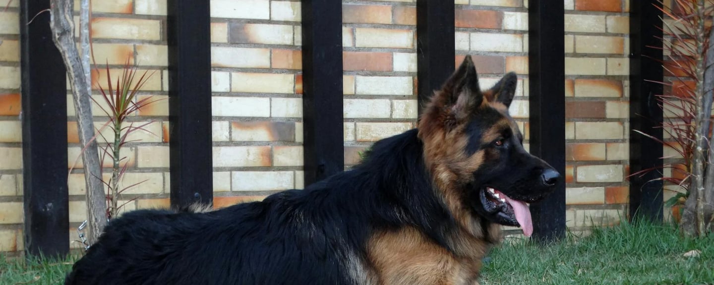 a large dor lying down