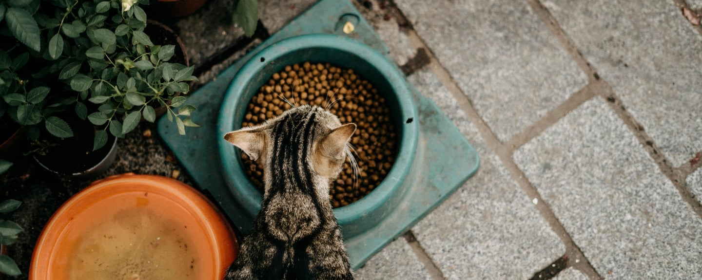 a cat eating from her bowl