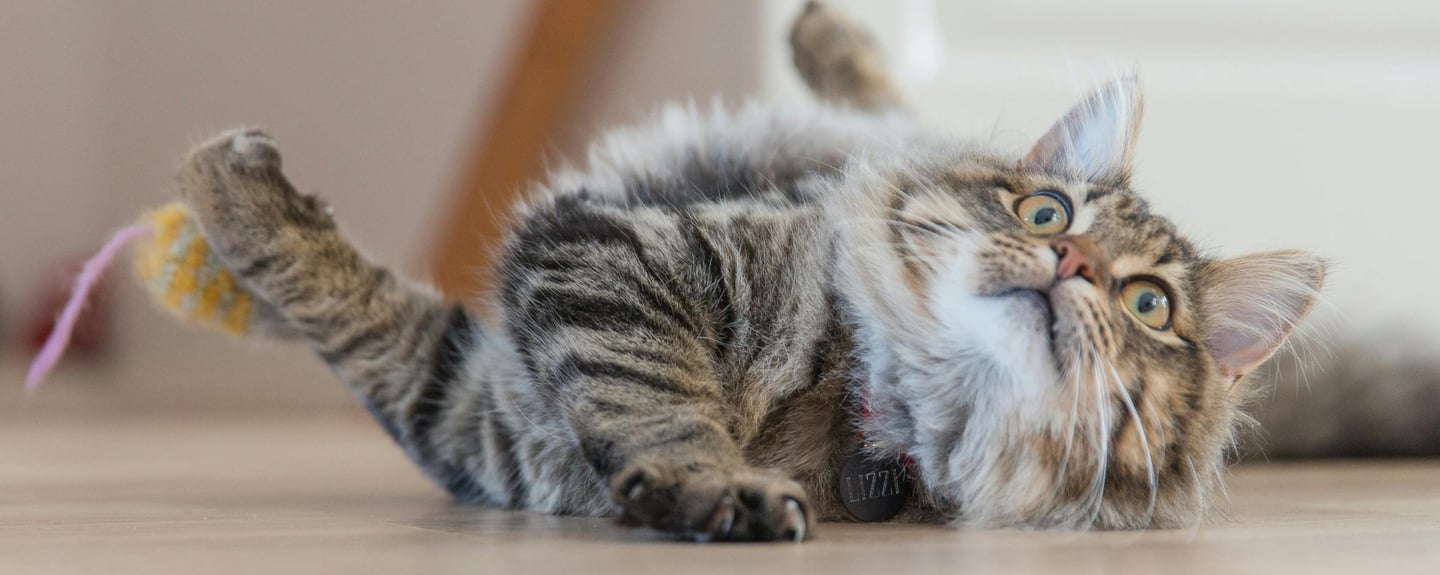 a cat playing