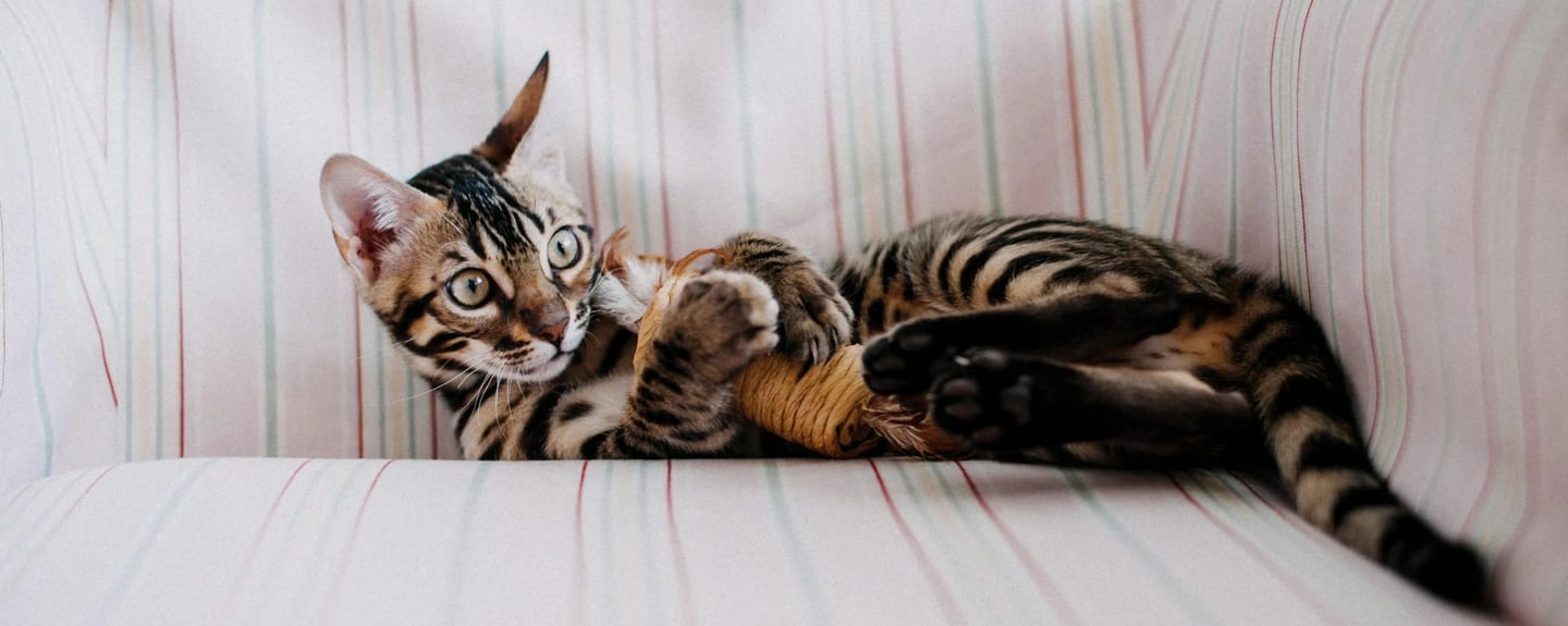 cat playing with cat toys dubai pet owners recommend