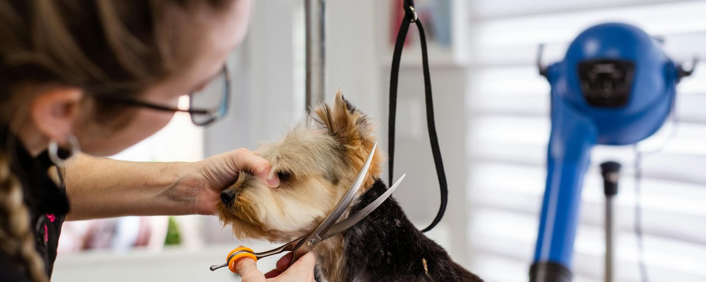 a dog at the groomers