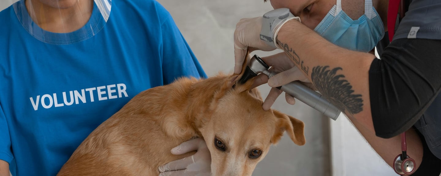 a vet checking dogs ears for types of dog ear infections