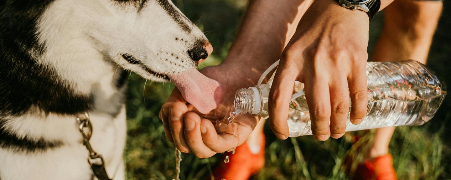 a dog drinking water