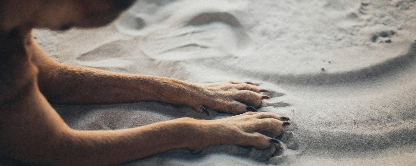 a dog in the sand