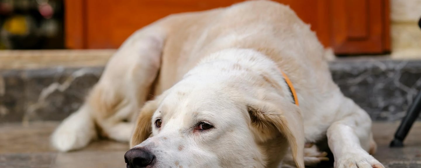 a dog lying due to hip dysplasia