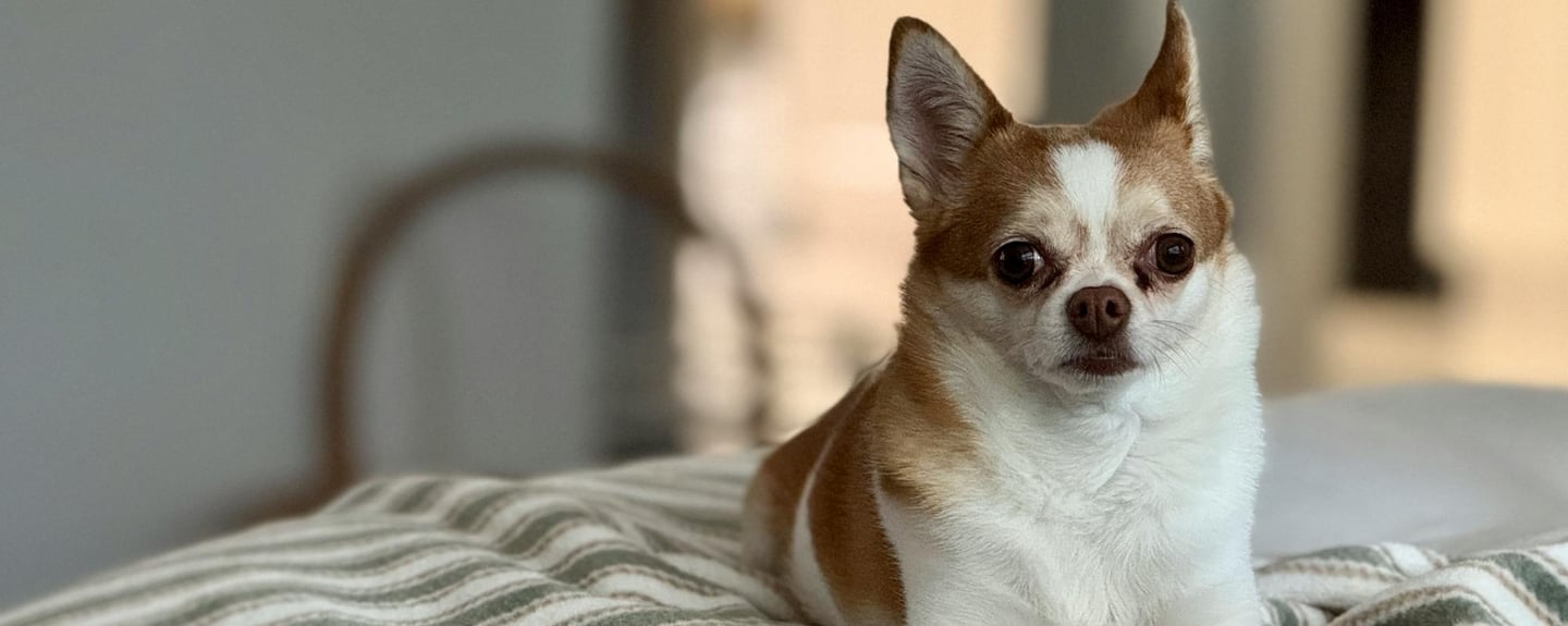 a dog on a blanket afer getting dog arthritis treatment