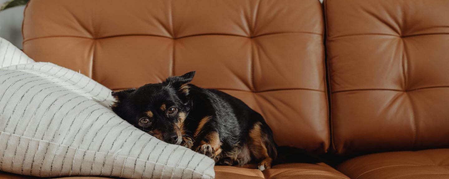 a dog on the couch