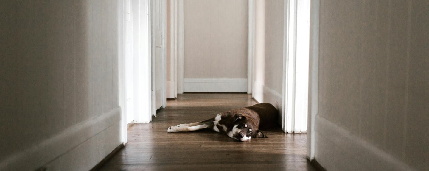a tired dog lying on the floor, as dehydration in dogs can make them physically weak