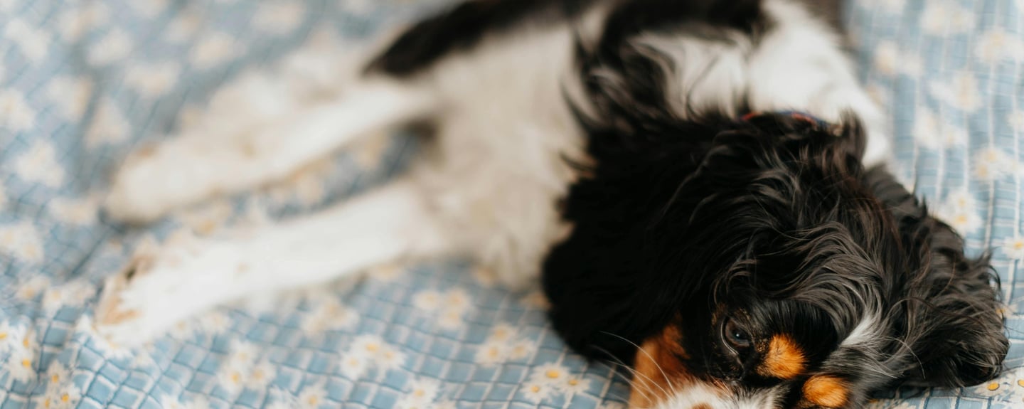 a dog resting