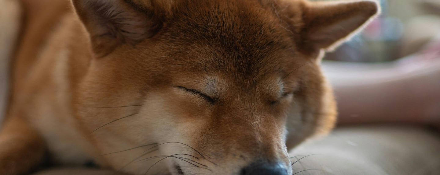 a dog sleeping on a bed