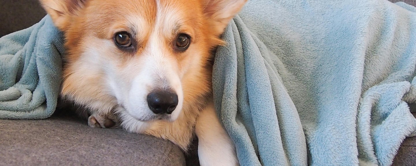 a dog under a blanket, illustrating common pet illnesses
