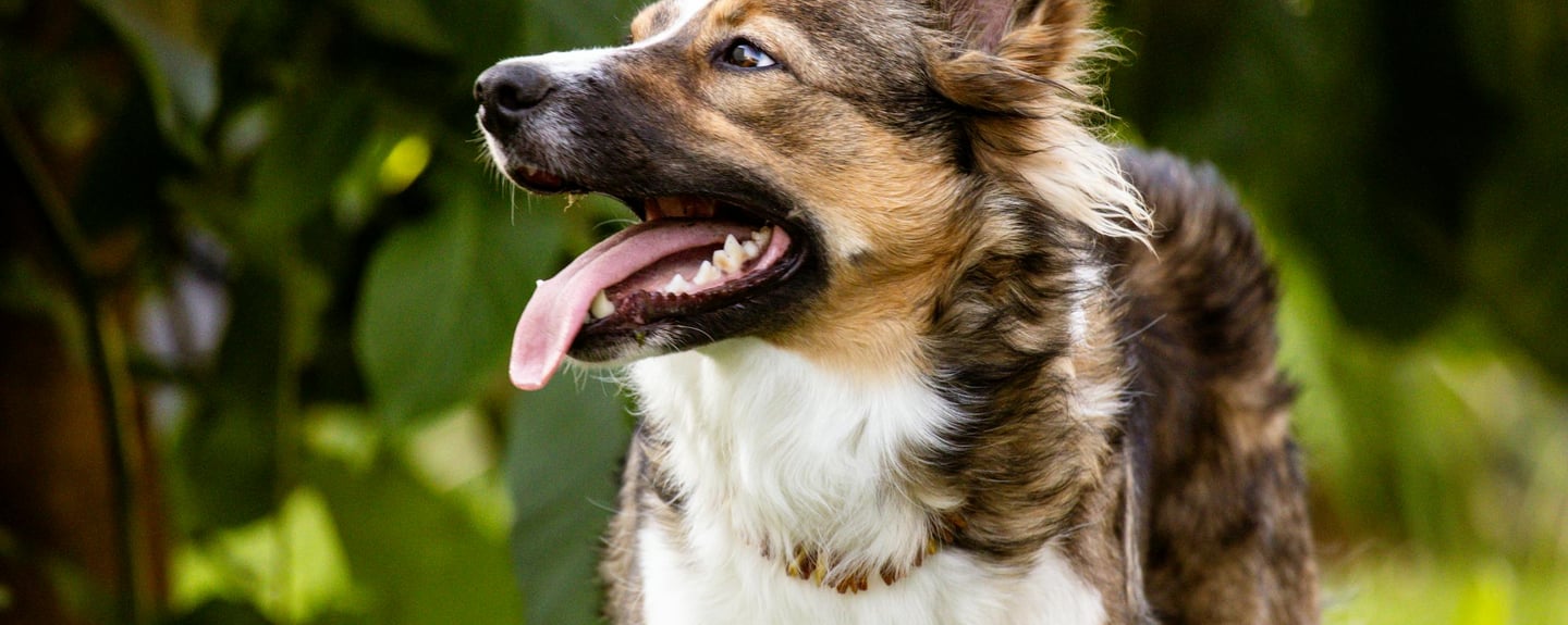 a dog with his tongue stuck out