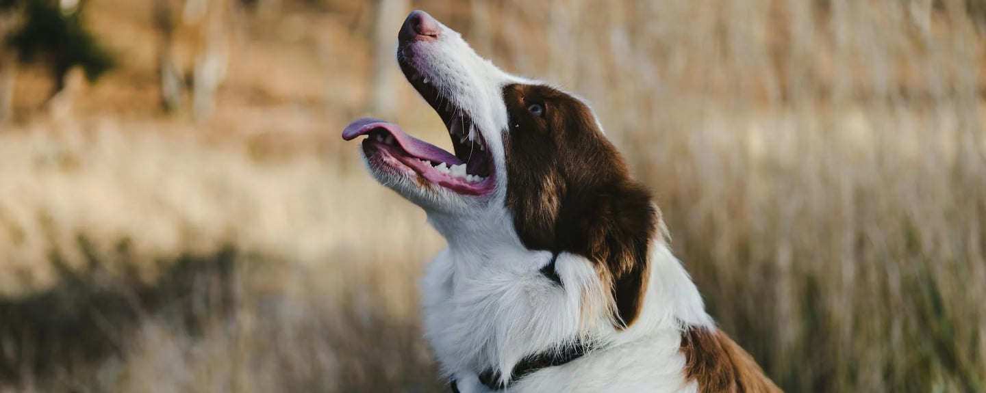 a dog with open mouth
