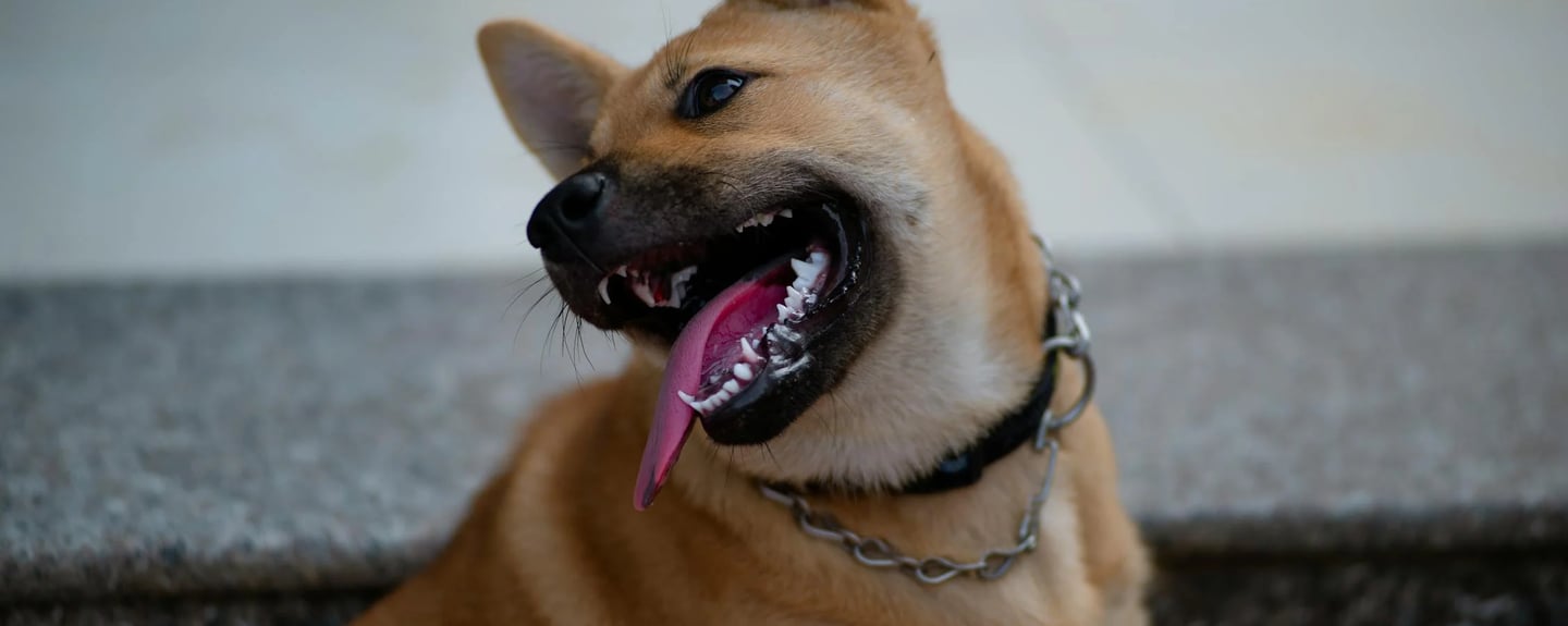 a very happy dog with tongue stuck out
