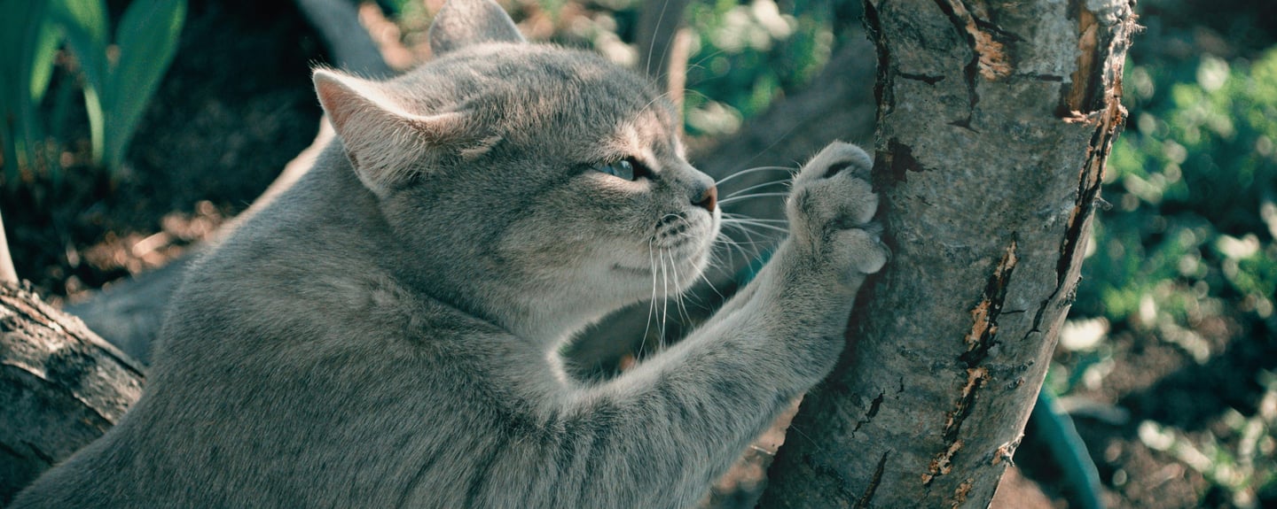 a greay cat scratching a tree