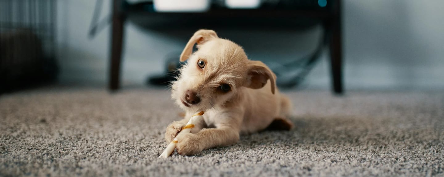 photo of puppy lying on carpet