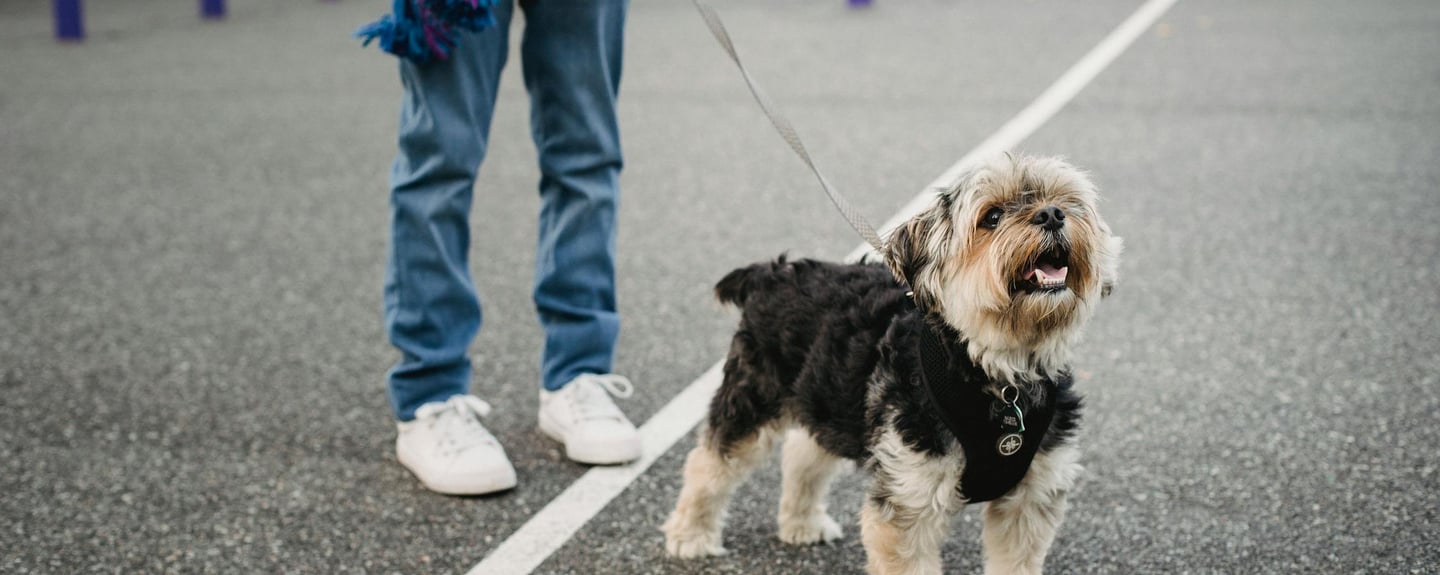 a happy dog, illustrating the importance of daily walks in dubai for your dog